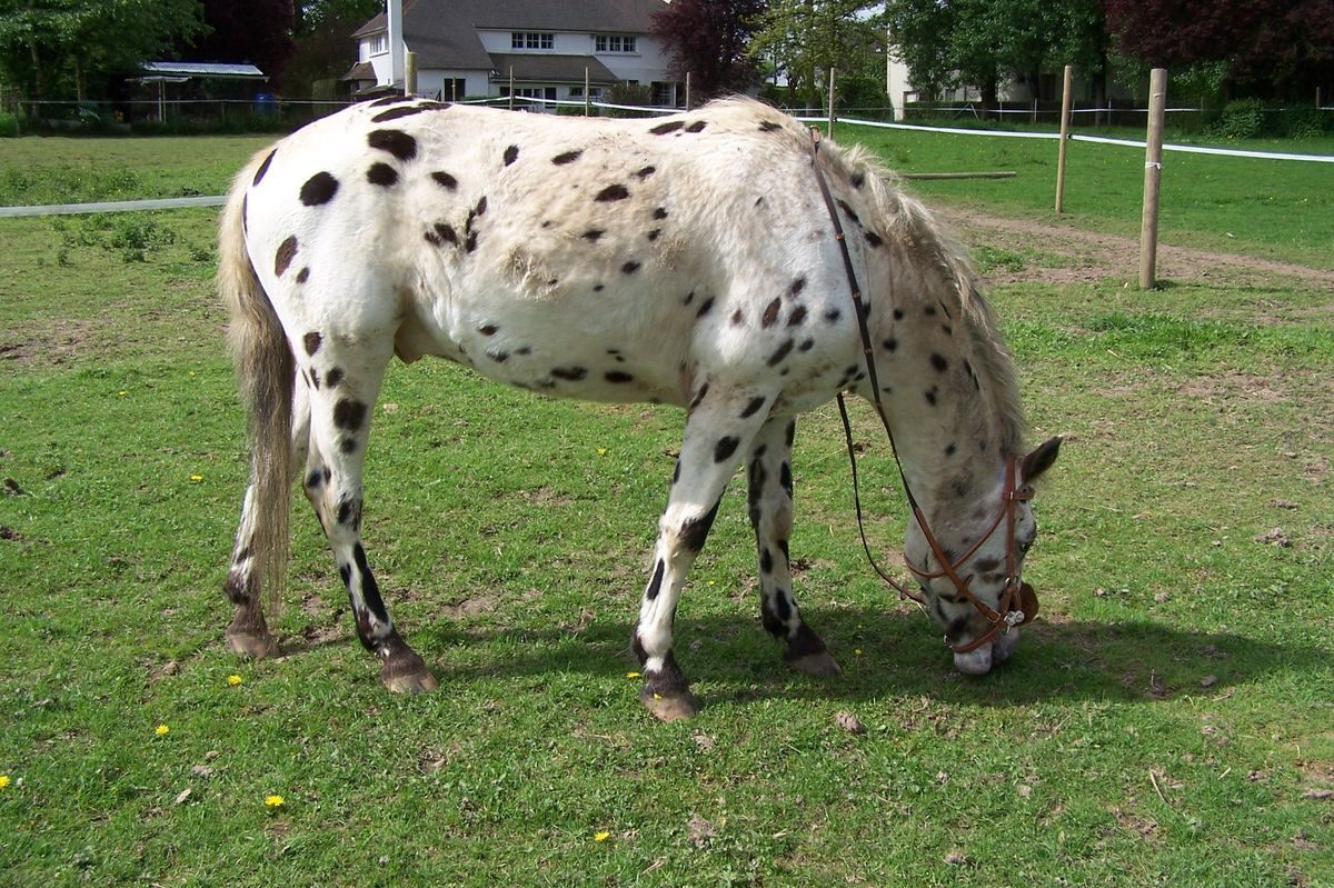 Appaloosa gota