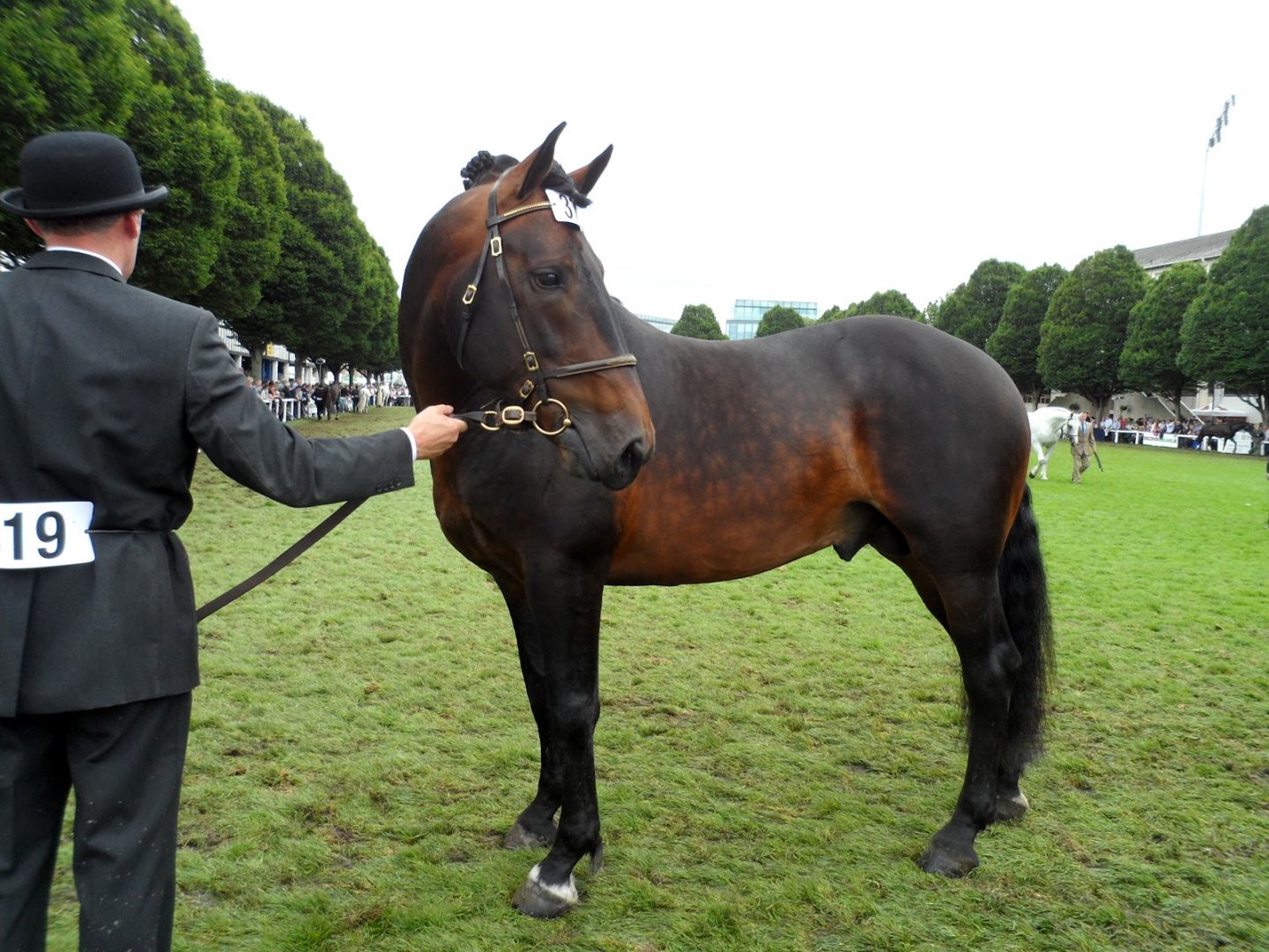Caballo Irish Draught