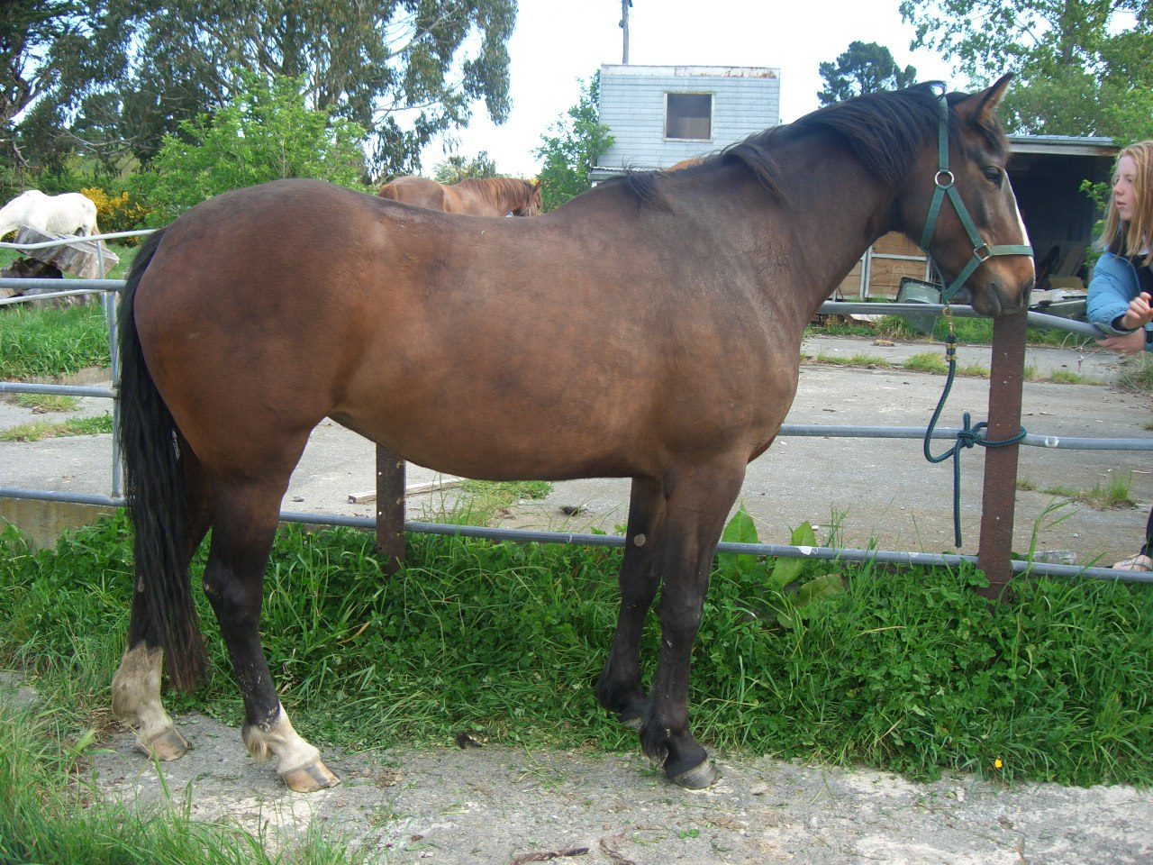 Caballos de raza Irish Hunter