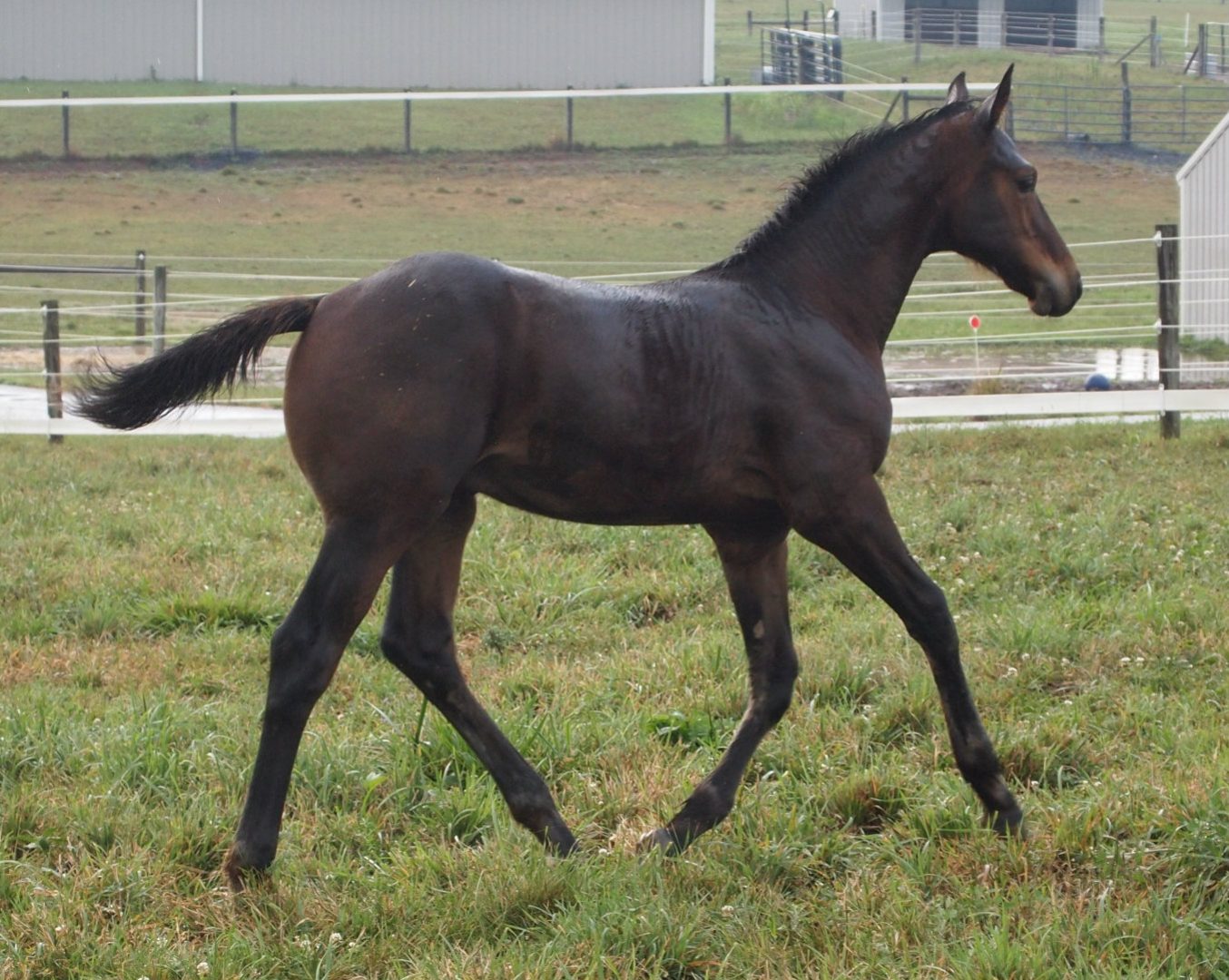 Joven caballo Irish Hunter