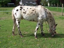 Appaloosa gota