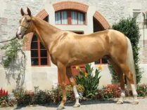 Caballo Akhal-Teke