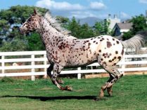 Caballo Appaloosa