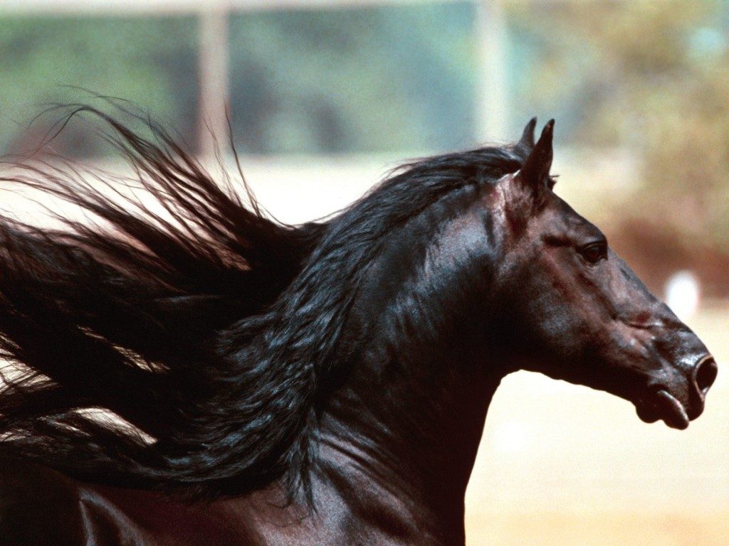 Caballo Mustang negro