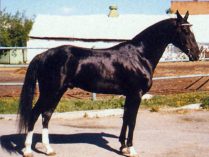 Caballo negro Akhal-Teke