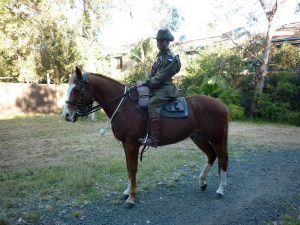 Caballo Waler australiano