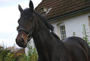 Caballos Trakehner