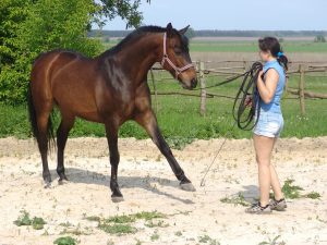 Doma del caballo ucraniano