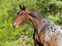 Raza Appaloosa