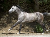 Razas de caballo Akhal-Teke