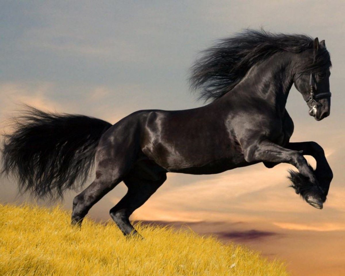 Crin de un caballo árabe negro
