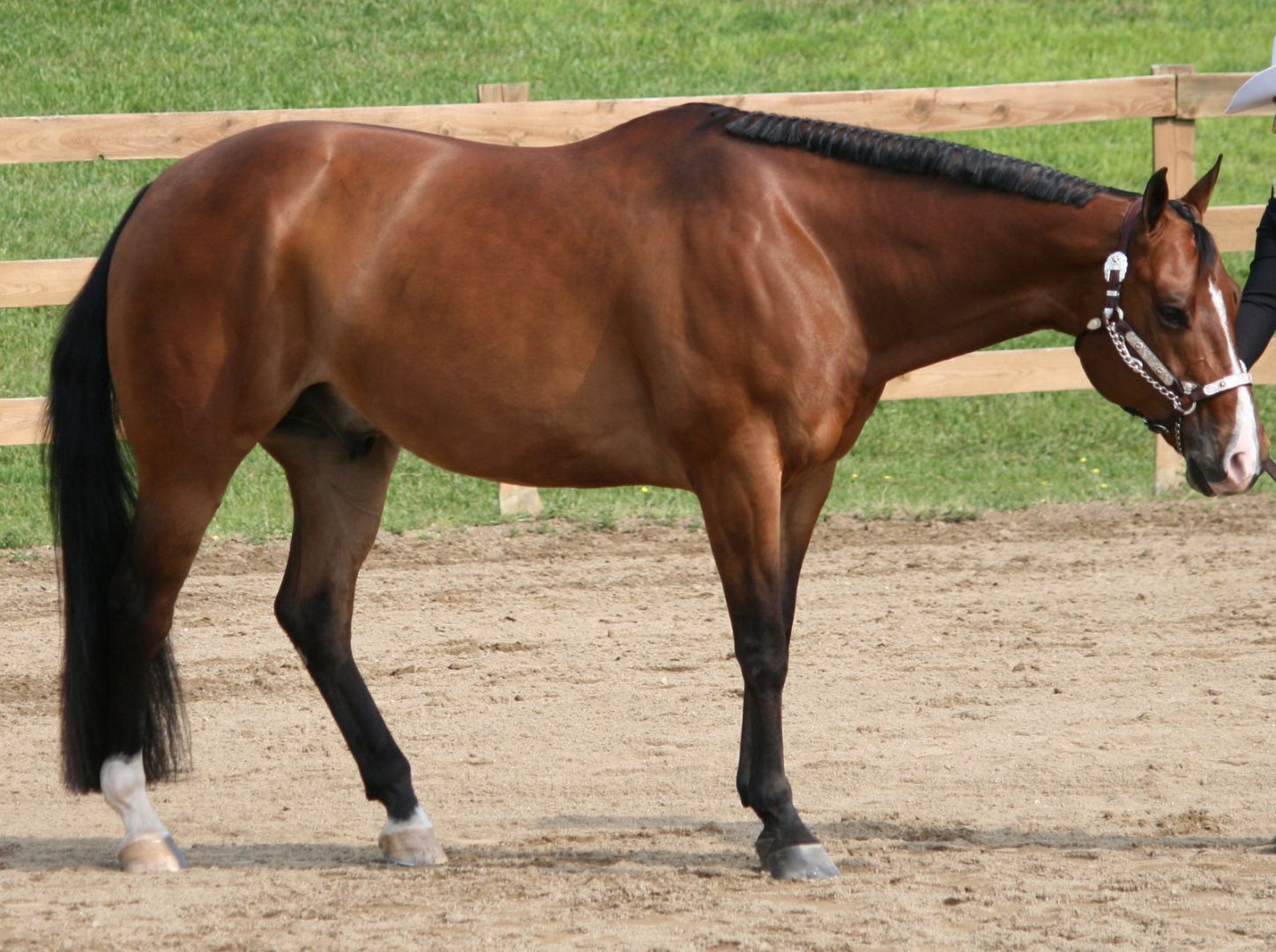 Caballos quarter horse