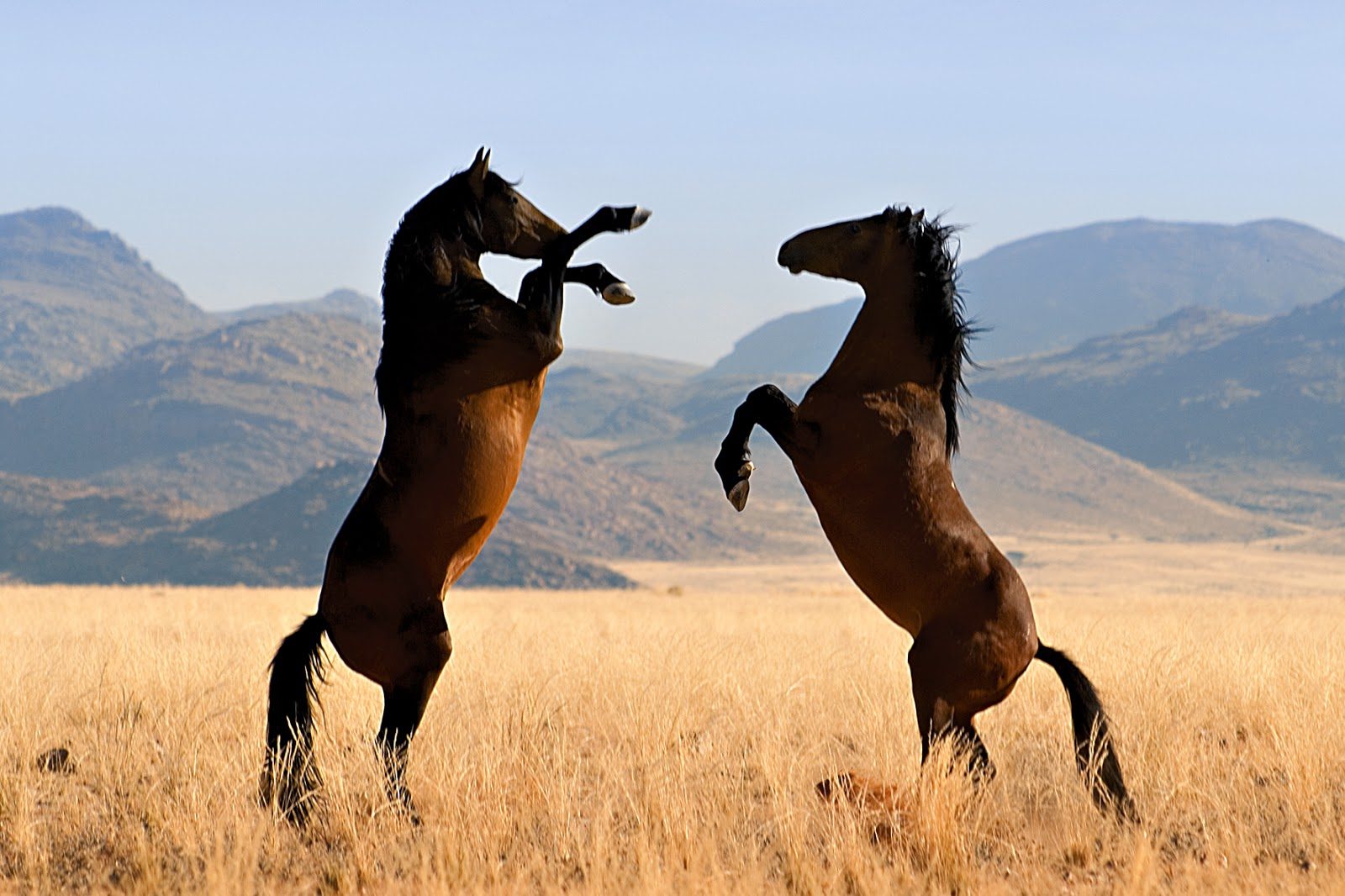 Caballos Mustang salvajes