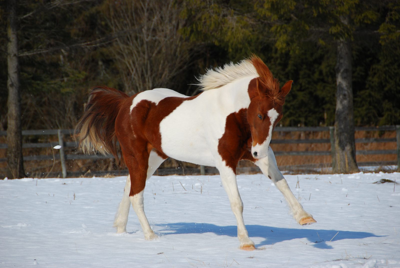 Joven caballo Pinto sobre la nieve