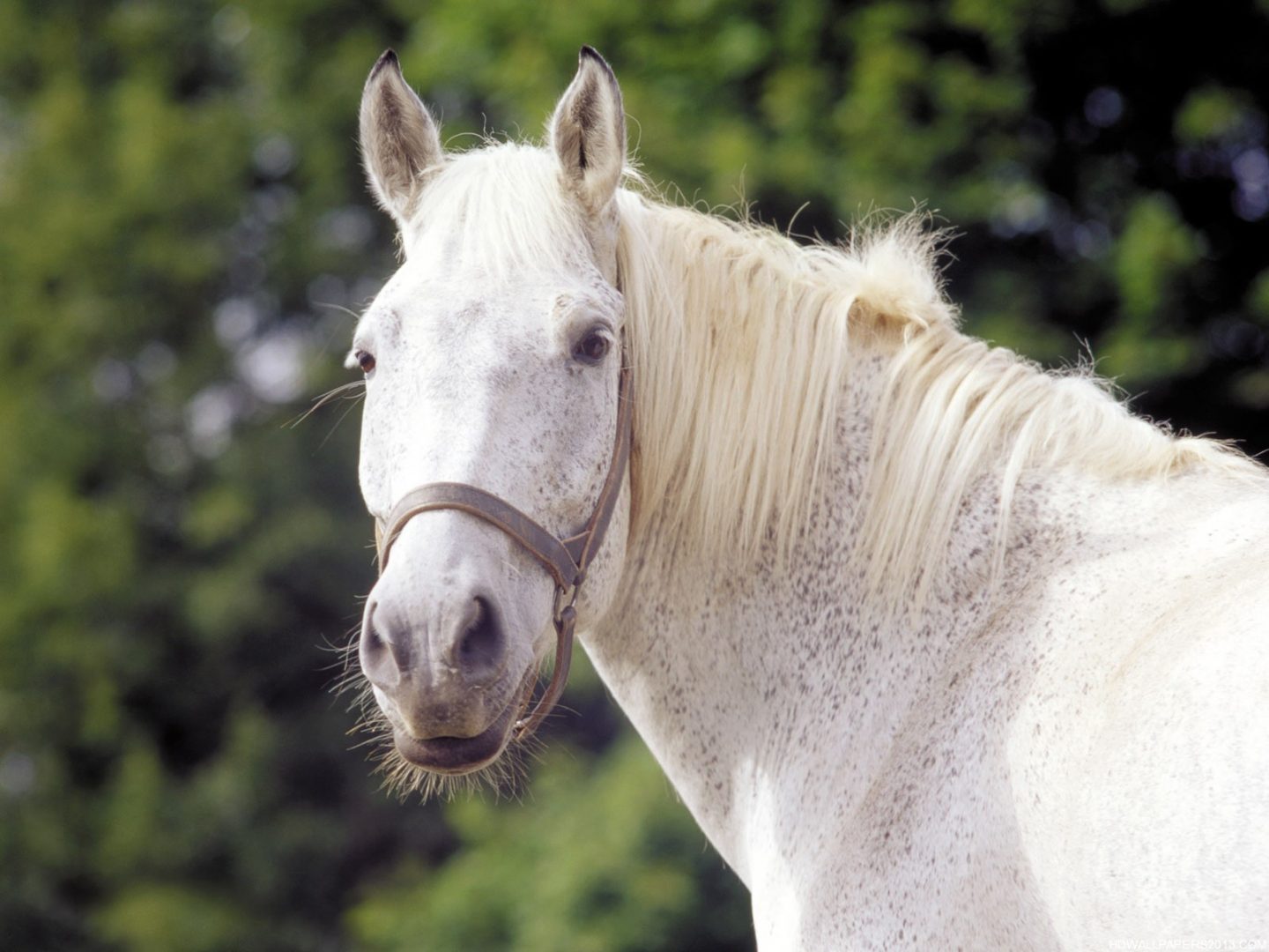 Raza de caballos albinos